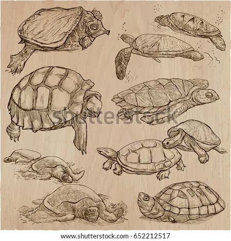 Tortoise Drawing Stock Images, Royalty-Free Images & Vectors | Shutterstock