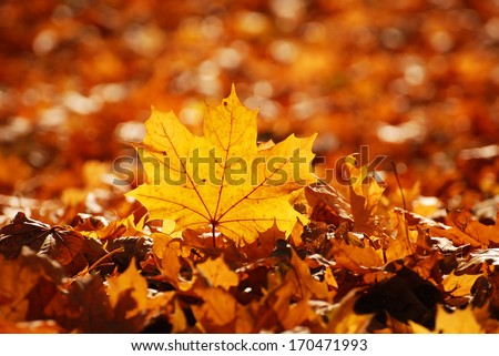 colorful autumn leaves