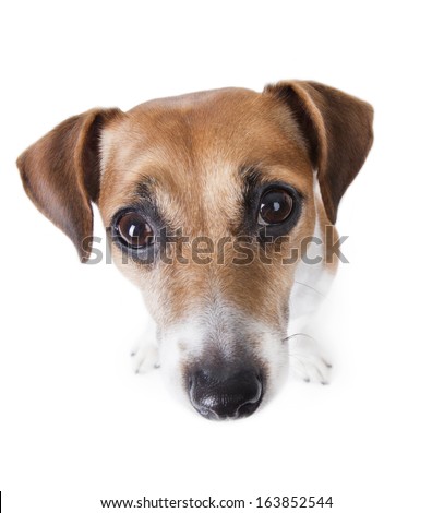 Dog head Stock Photos, Images, & Pictures | Shutterstock