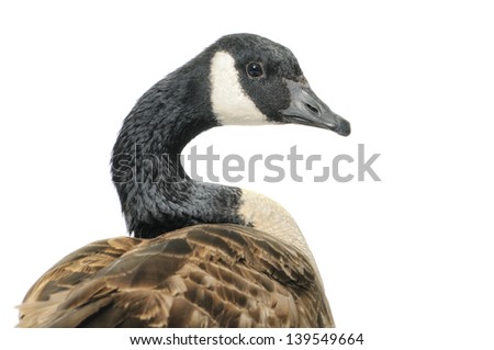 canada goose logo vector canada goose logo vector