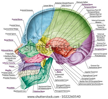 Cranial Cavity Bones Cranium Bones Head Stock Illustration 1022260540