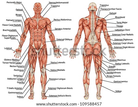 Pictures Of Full Body Muscle Names 26