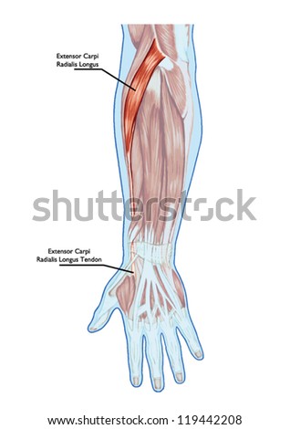 Simplified Anatomy Knee Stock Vector 123630808 - Shutterstock