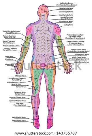 Drawing Medical Didactic Board Anatomy Human Stock Vector 143755789 ...