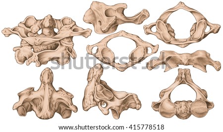 Second Cervical Vertebra Or Axis Stock Images, Royalty-Free Images