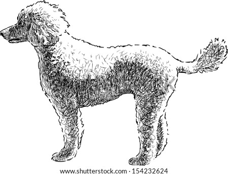 White Poodle Stock Vectors & Vector Clip Art | Shutterstock