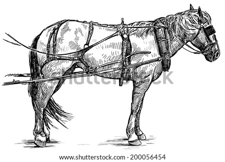 stock-photo-harness-horse-200056454.jpg