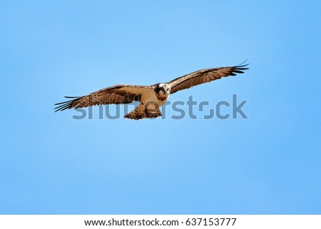 Teemu Tretjakov's Portfolio on Shutterstock