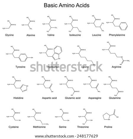 Skeletal Structures Basic Amino Acids 2d Stock Vector 248177629 ...