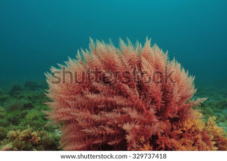 stock photo bush of red algae moving in turbid water 329737418