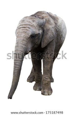 Elephant Walking Front View Stock Photo 64988455 - Shutterstock