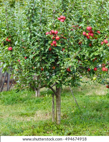 Apple Trees Orchard Red Apples Ready Stock Photo 63244594 - Shutterstock