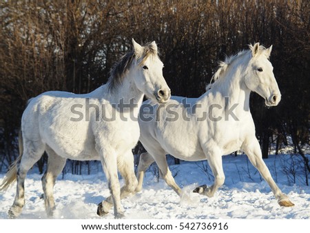 Two White Horses Running Together On Stock Photo (Edit Now) 542736916 ...