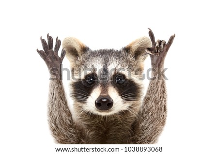 Raccoon Stock Images Royalty Free Images Vectors 