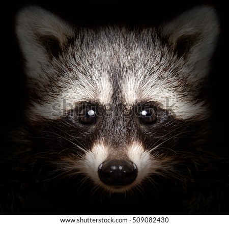 Raccoons Stock Images, Royalty-Free Images & Vectors | Shutterstock