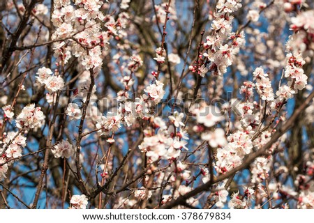 spring flowers of apricot