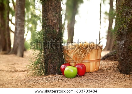 Digital Photography Background Of Fall Basket And Apples In Forrest