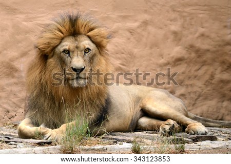 Male Lion Head Full Body Show Stock Photo 343123853 - Shutterstock