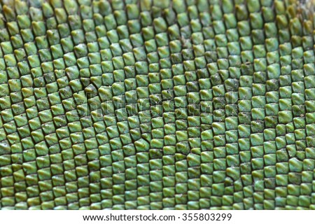 Lizardskin