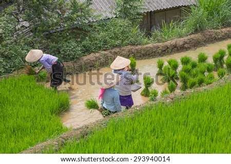 Farmers of Hmong preparing transplant in water season, Mu Cang Chai , Vietnam