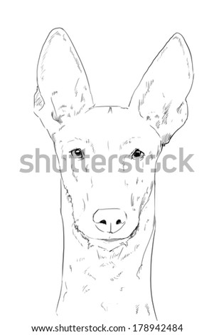 Pharaoh hound Stock Photos, Images, & Pictures | Shutterstock