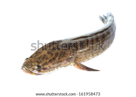 Snake-head Fish Stock Images, Royalty-Free Images ...