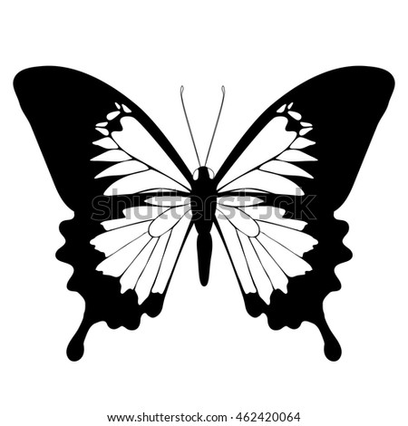 Ulysses Butterfly Papilio Ulysses Blue Mountain Stock Vector 162882707 ...