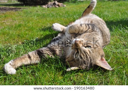 Tabby Cat Lying On Green Grass Stock Photo (Edit Now) 190163480