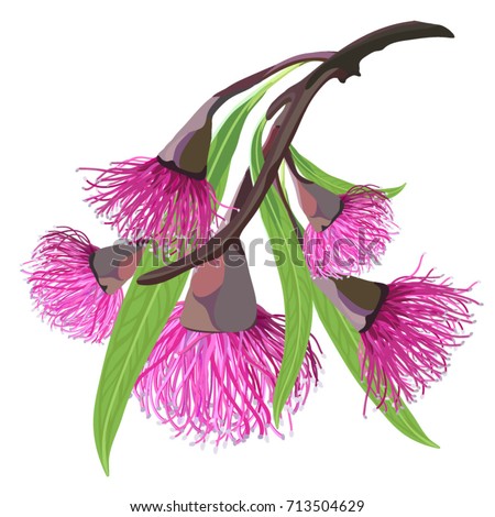 Pink Flowering Gumtree Shrub Vector Illustration Stock Vector 713504629 ...