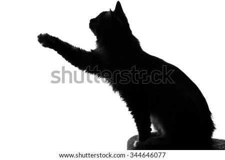 Fluffy Cat Stock Images, Royalty-Free Images & Vectors | Shutterstock