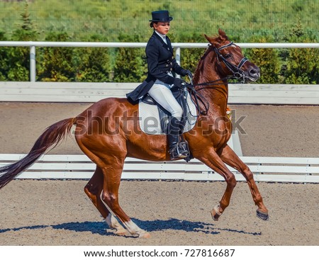 Bridle Stock Images,