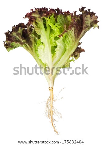 Lettuce Plant Stock Images, Royalty-Free Images & Vectors 