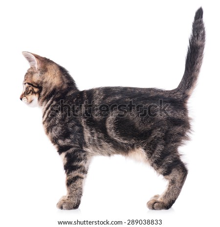 Cute Kitten Standing Profile Side View Stock Photo (Edit Now) 289038833