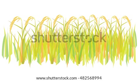 Rice plant vector design