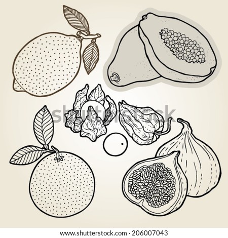 hand drawn illustration set of tropical fruits