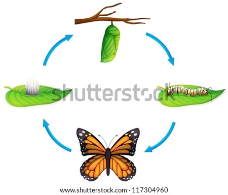 Caterpillar To Butterfly Stock Images, Royalty-Free Images & Vectors ...