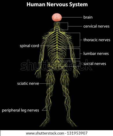 Human Nervous System Stock Images, Royalty-Free Images & Vectors ...