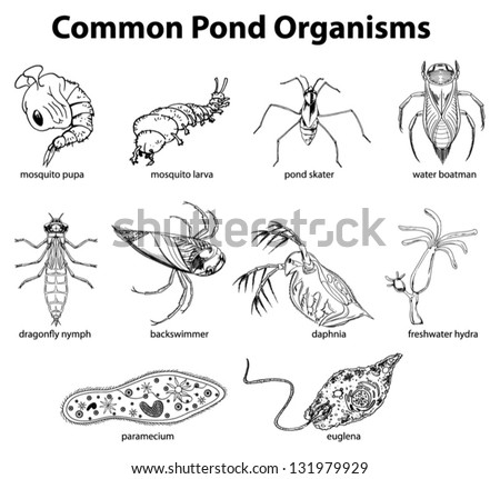 Illustration Common Pond Organisms Stock Vector (Royalty Free ...