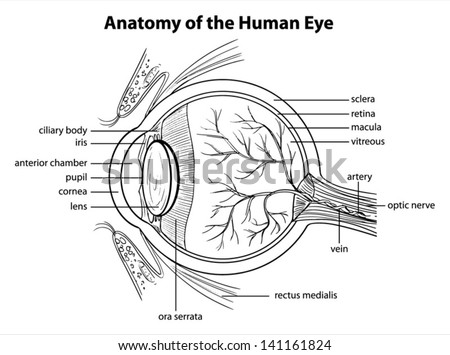 Illustration Human Eye Anatomy Stock Vector 141161560 - Shutterstock