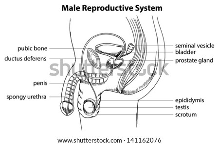 Illustration Showing Male Reproductive System Stock Vector 141162076