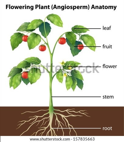 Plant Life Cycle Stock Images, Royalty-Free Images & Vectors | Shutterstock