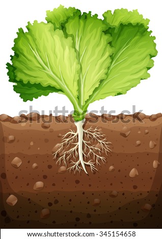 Lettuce Seedling Soil Stock Photo 112515200 - Shutterstock