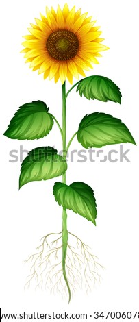 Sunflower Roots Stock Images, Royalty-Free Images ...