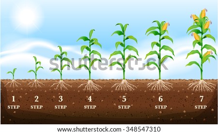 Growing corn on the ground illustration