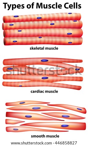 Cardiac Muscle Stock Images, Royalty-Free Images & Vectors ...