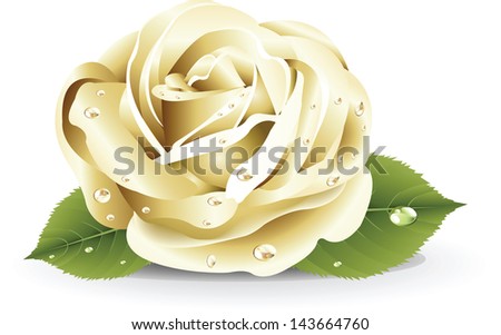 White Rose bitmap copy - stock photo