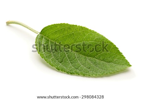 Apple Leaf Pictures Apple leaf closeup isolated on white background