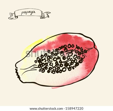 Vector watercolor hand drawn vintage illustration of papaya