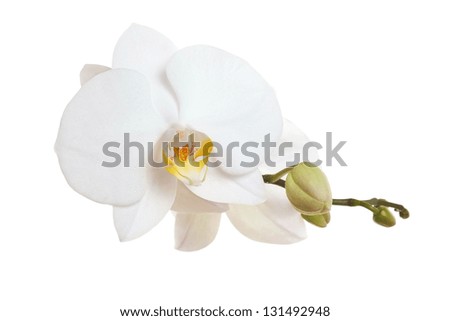 White Orchid closeup