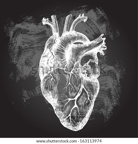 Human Heart Vector Illustration Stock Vector 163113980 - Shutterstock